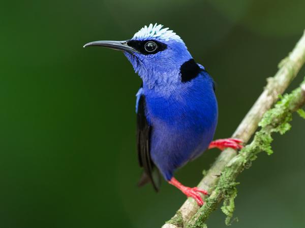 <h3><a href="/trips/costa-rica/biota/animalia/chordata/aves/040 passeriformes/127 thraupidae/cyanerpes cyaneus/cyanerpes cyaneus-nl.html">Cyanerpes&nbsp;cyaneus</a> / Red‑legged&nbsp;honeycreeper / Blauwe&nbsp;suikervogel</h3>OM-1 Mark II met OLYMPUS M.150-400mm F4.5, 1/250 sec  bij F4.5, ISO 10000, afstand 3.57&nbsp;m